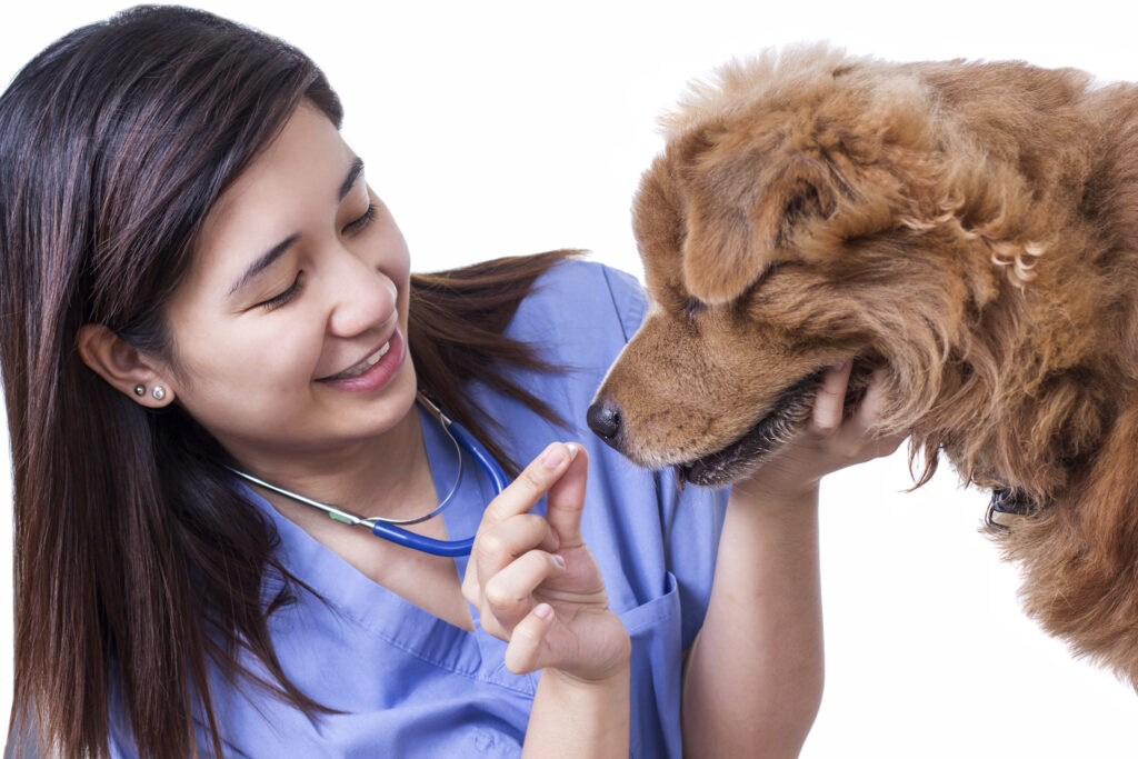 Simple ways to give medicines to dogs