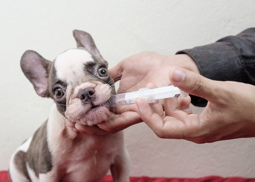 Using a Syringe to give a dog medicine