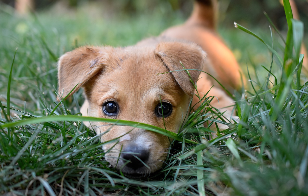 indie breed puppy